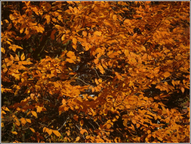 bham autumn orange